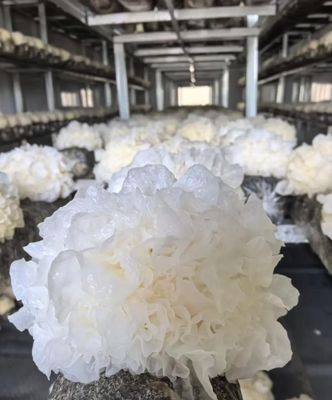 جودة  5000-Capacity Mushroom Container Farm with Climate Control مصنع