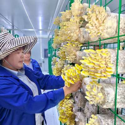 زراعة الفطر حاوية الفطر الذكية تصميم مبتكر