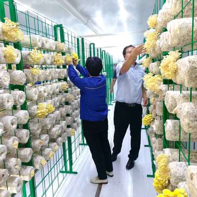 زراعة الفطر حاوية الفطر الذكية تصميم مبتكر