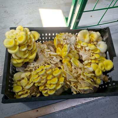 حاوية زراعة الفطر عالية الكفاءة